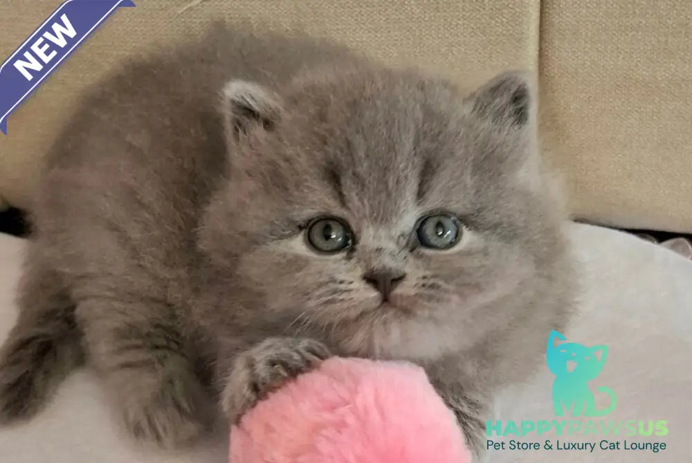 Rabbi British Longhair male blue - live animals