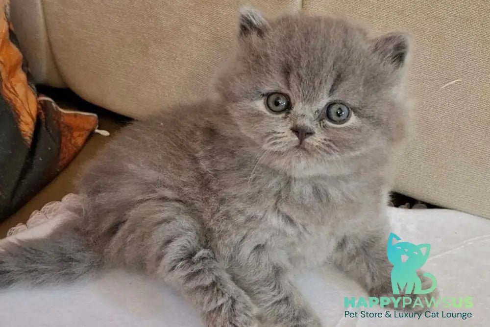 Rabbi British Longhair male blue - live animals