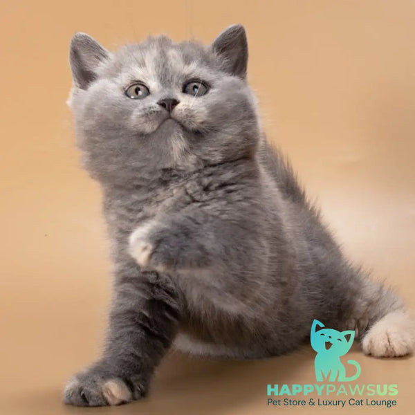 Rachel British Shorthair female blue tortie - live animals