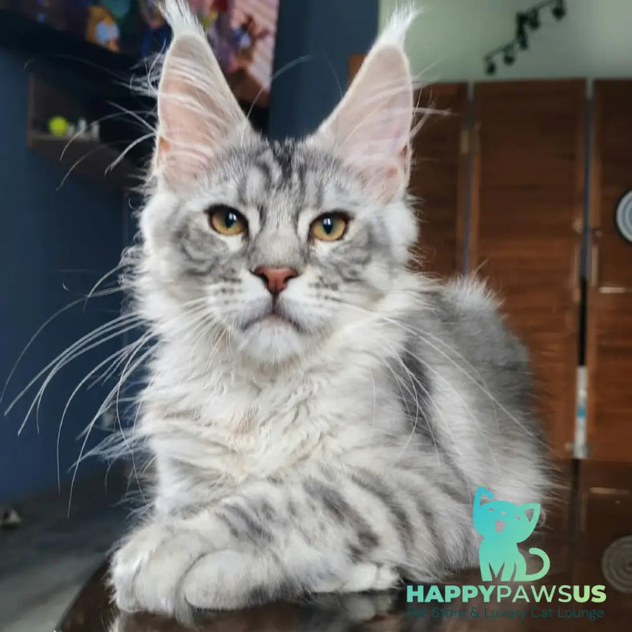Rachel Maine Coon female black silver tabby - live animals