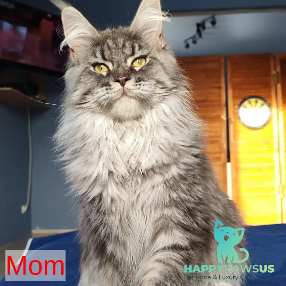 Rachel Maine Coon female black silver tabby - live animals