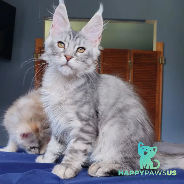 Rachel Maine Coon female black silver tabby - live animals
