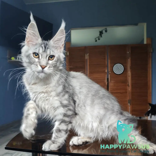 Rachel Maine Coon female black silver tabby - live animals