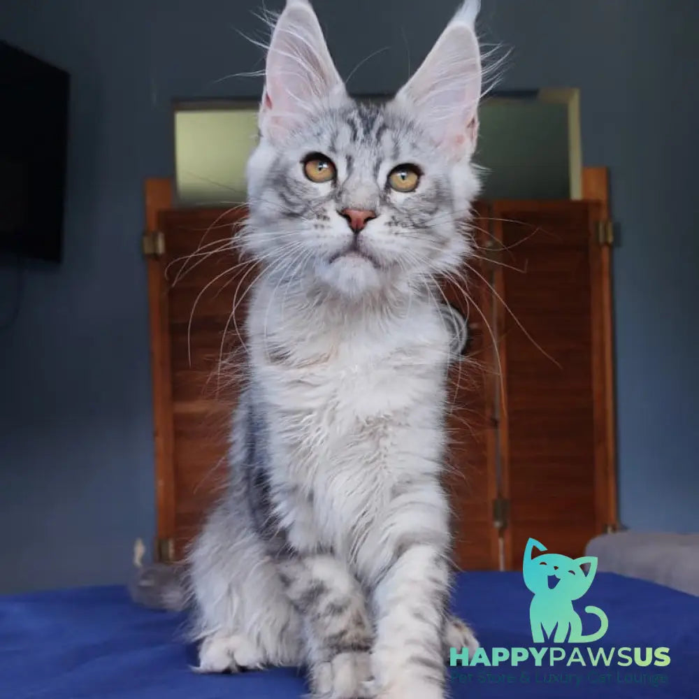 Rachel Maine Coon female black silver tabby - live animals