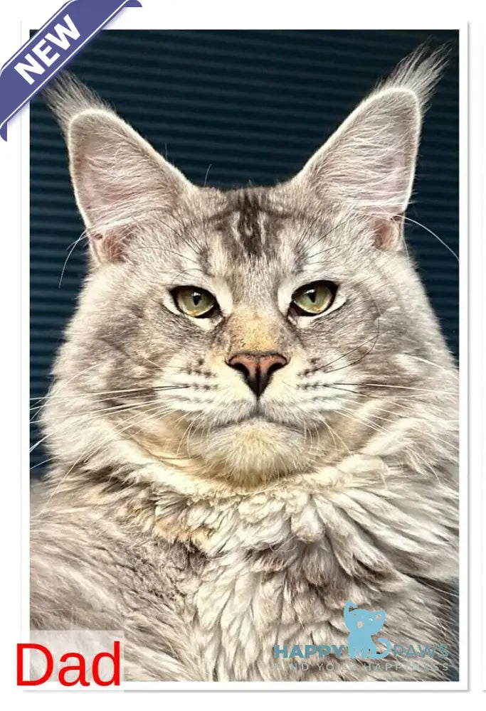 Rachel Maine Coon polydactyl female black silver ticked tabby live animals