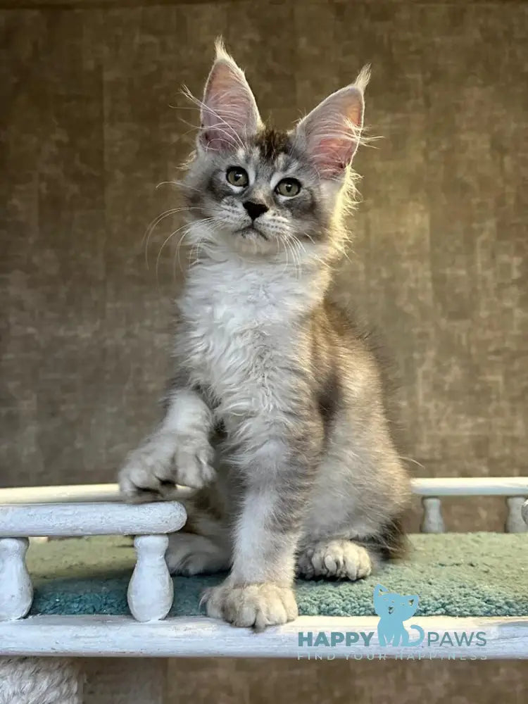 Rachel Maine Coon polydactyl female black silver ticked tabby live animals