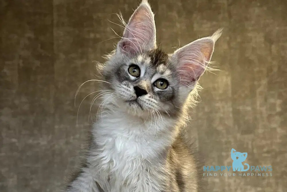 Rachel Maine Coon polydactyl female black silver ticked tabby live animals