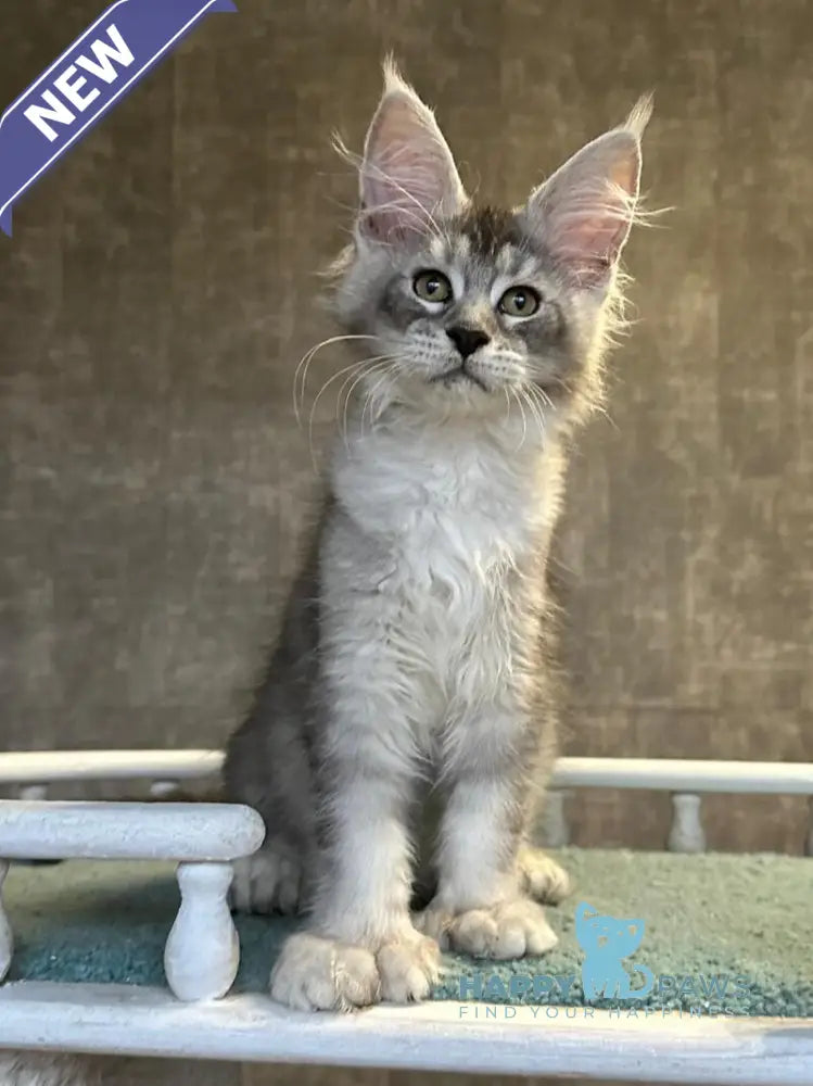 Rachel Maine Coon polydactyl female black silver ticked tabby live animals