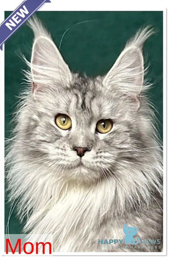 Rachel Maine Coon polydactyl female black silver ticked tabby live animals