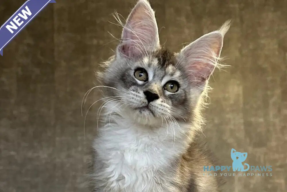 Rachel Maine Coon polydactyl female black silver ticked tabby live animals