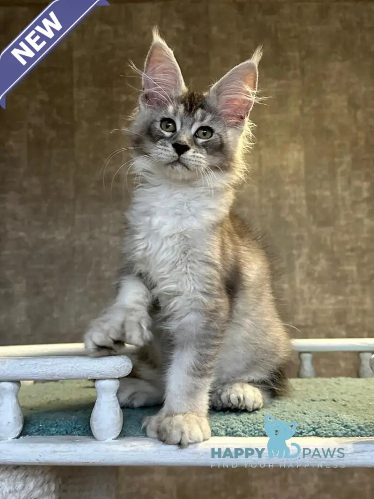 Rachel Maine Coon polydactyl female black silver ticked tabby live animals