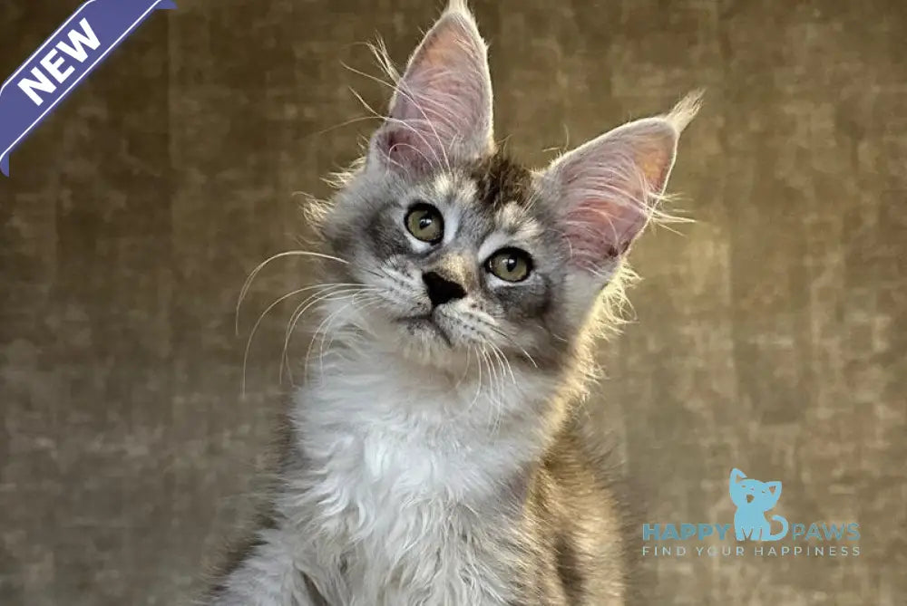 Rachel Maine Coon polydactyl female black silver ticked tabby live animals