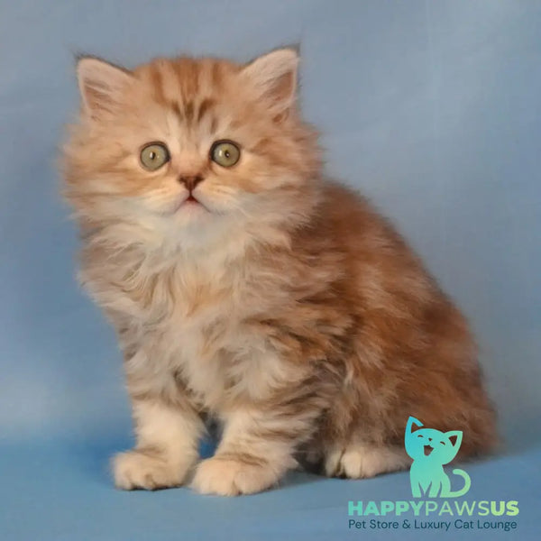 Rachel Scottish Straight female black tortie silver tabby - live animals