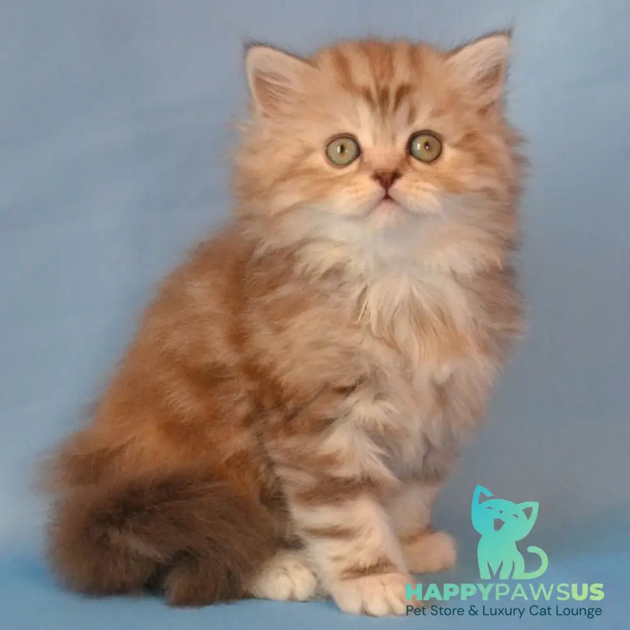 Rachel Scottish Straight female black tortie silver tabby - live animals