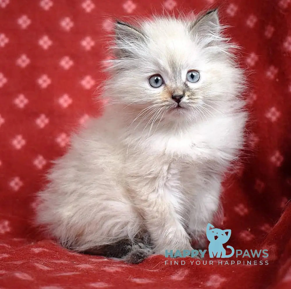 Rachel Siberian female black tortie tabby pointed live animals