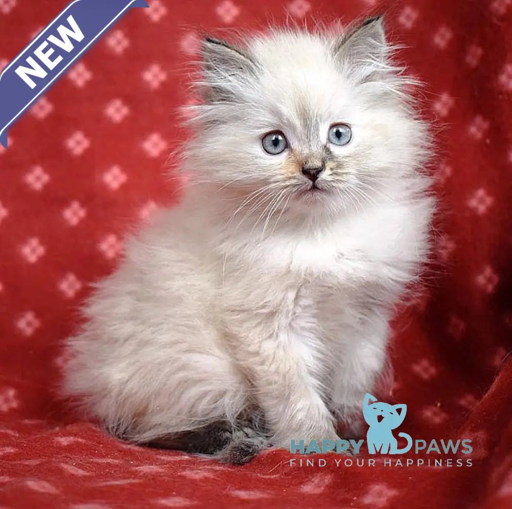 Rachel Siberian female black tortie tabby pointed live animals