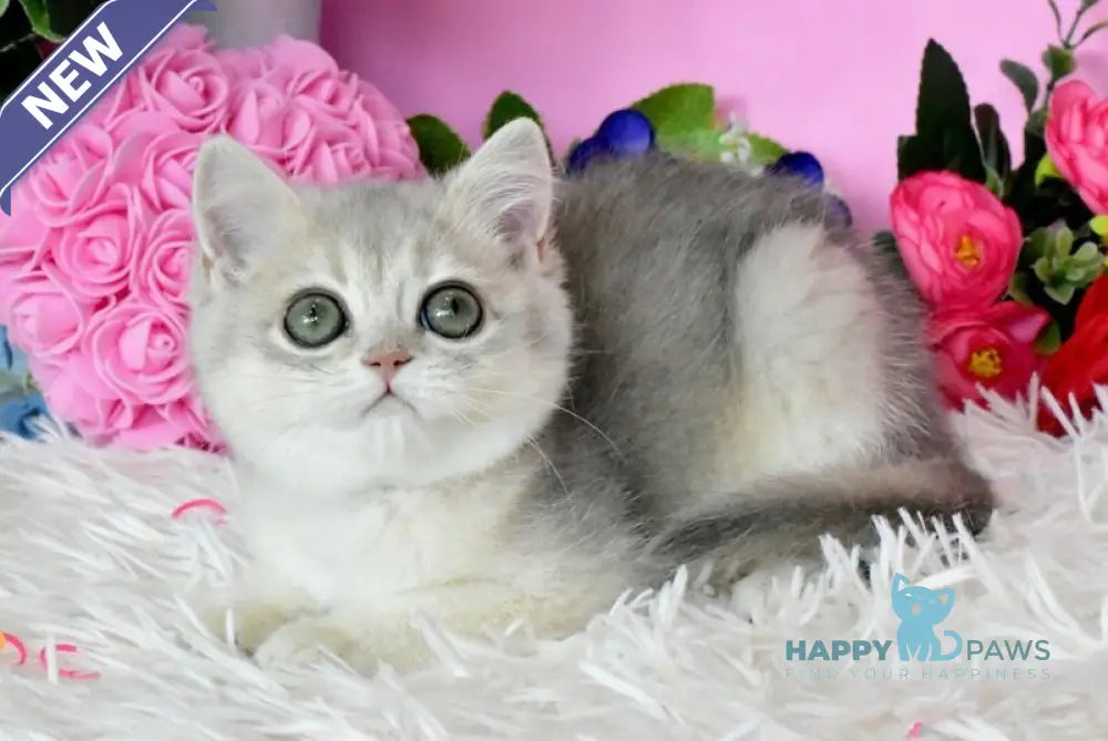 Rada British Shorthair female blue golden shaded live animals