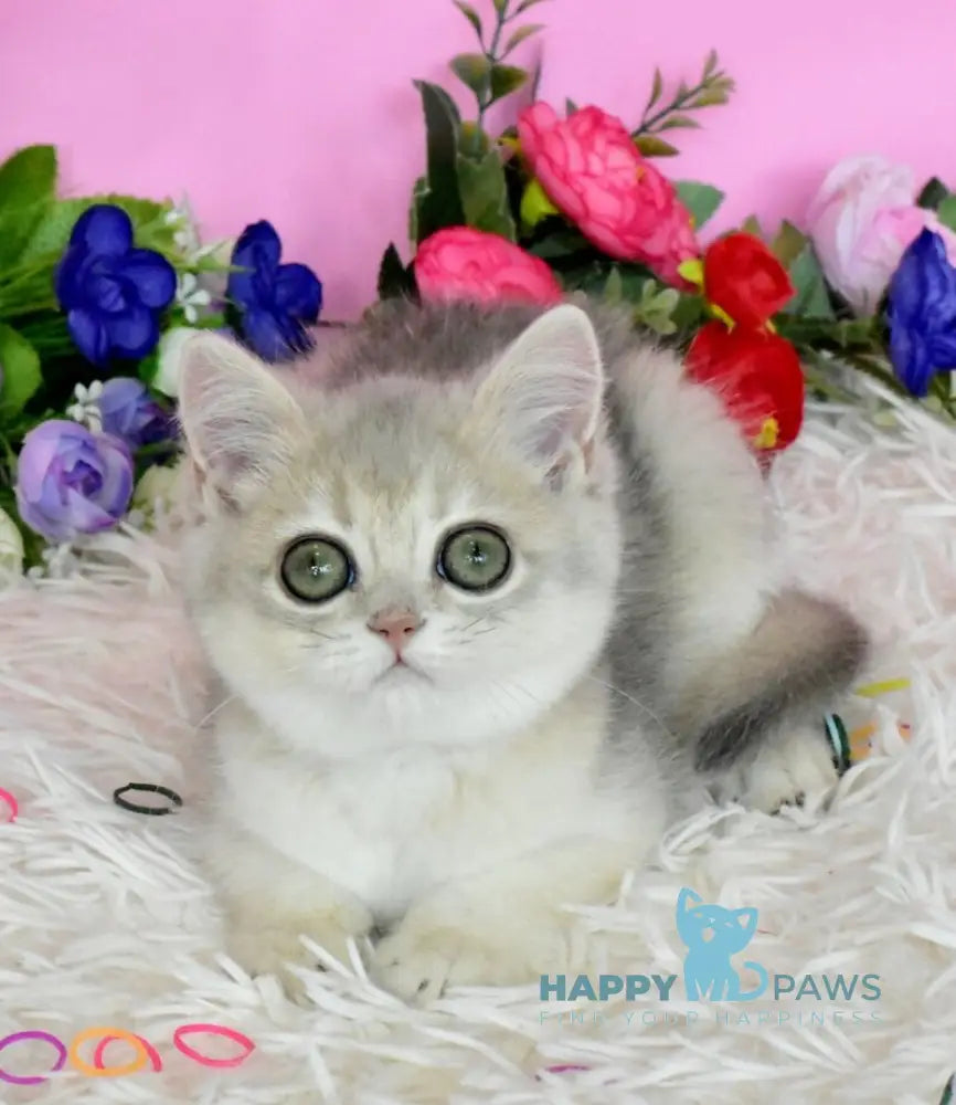 Rada British Shorthair female blue golden shaded live animals