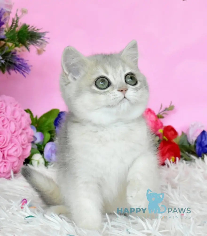 Rada British Shorthair female blue golden shaded live animals