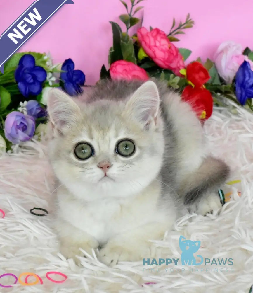 Rada British Shorthair female blue golden shaded live animals