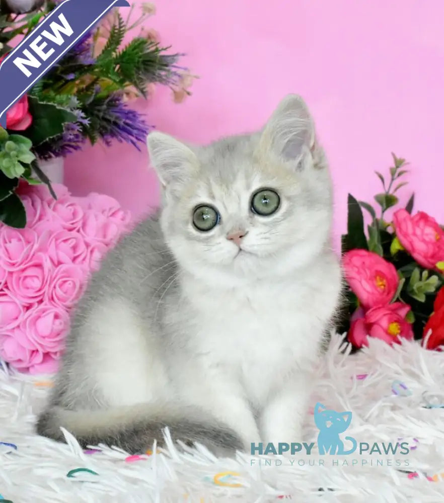 Rada British Shorthair female blue golden shaded live animals