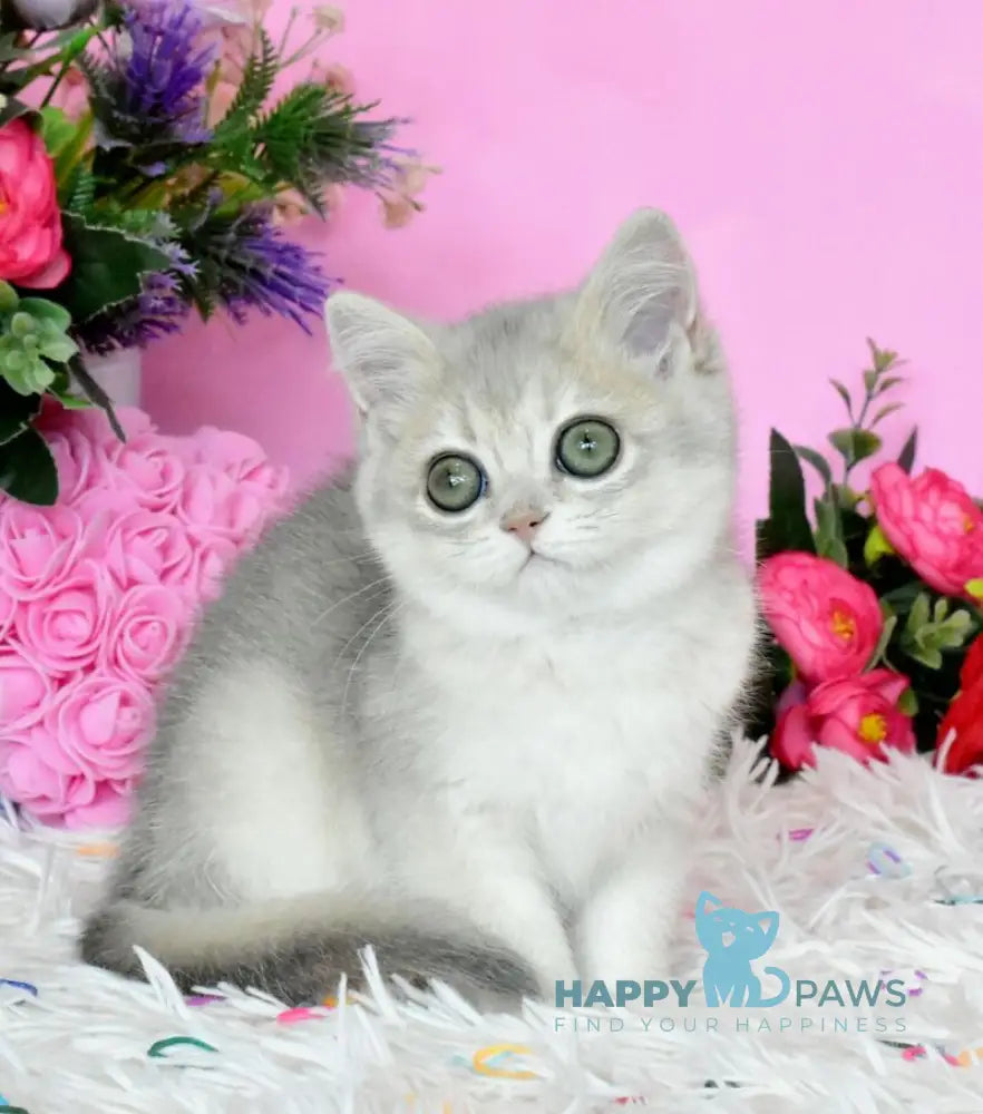 Rada British Shorthair female blue golden shaded live animals