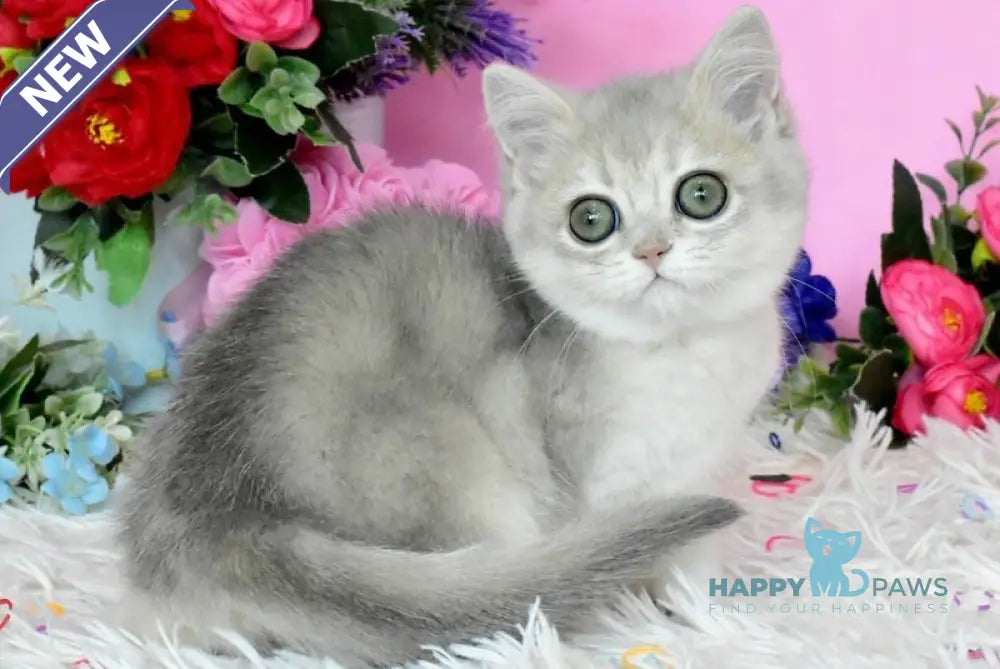 Rada British Shorthair female blue golden shaded live animals
