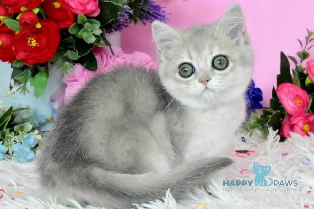 Rada British Shorthair female blue golden shaded live animals