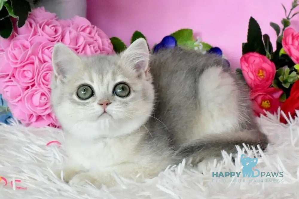 Rada British Shorthair female blue golden shaded live animals