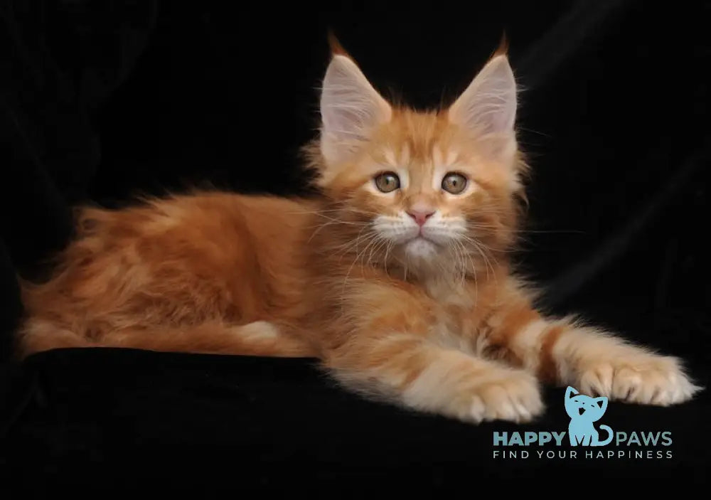 Rada Maine Coon polydactyl female red tabby with white live animals