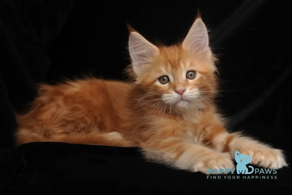 Rada Maine Coon polydactyl female red tabby with white live animals