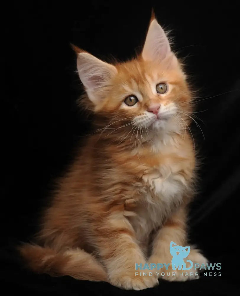 Rada Maine Coon polydactyl female red tabby with white live animals