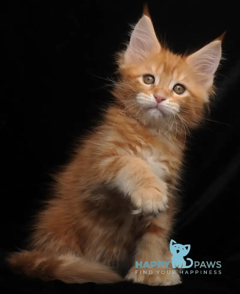 Rada Maine Coon polydactyl female red tabby with white live animals