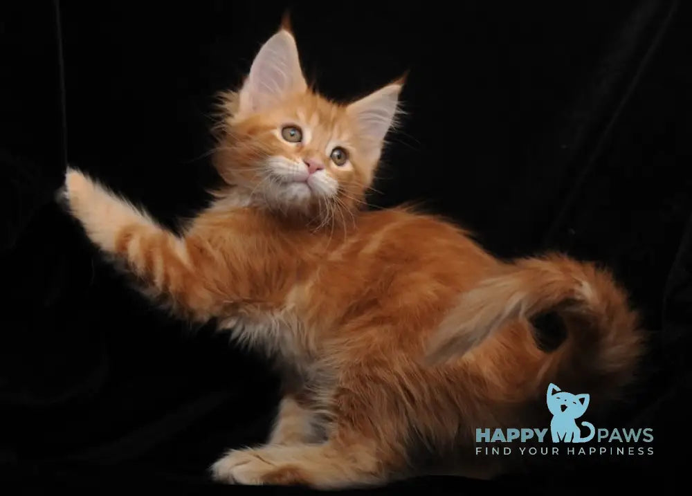 Rada Maine Coon polydactyl female red tabby with white live animals