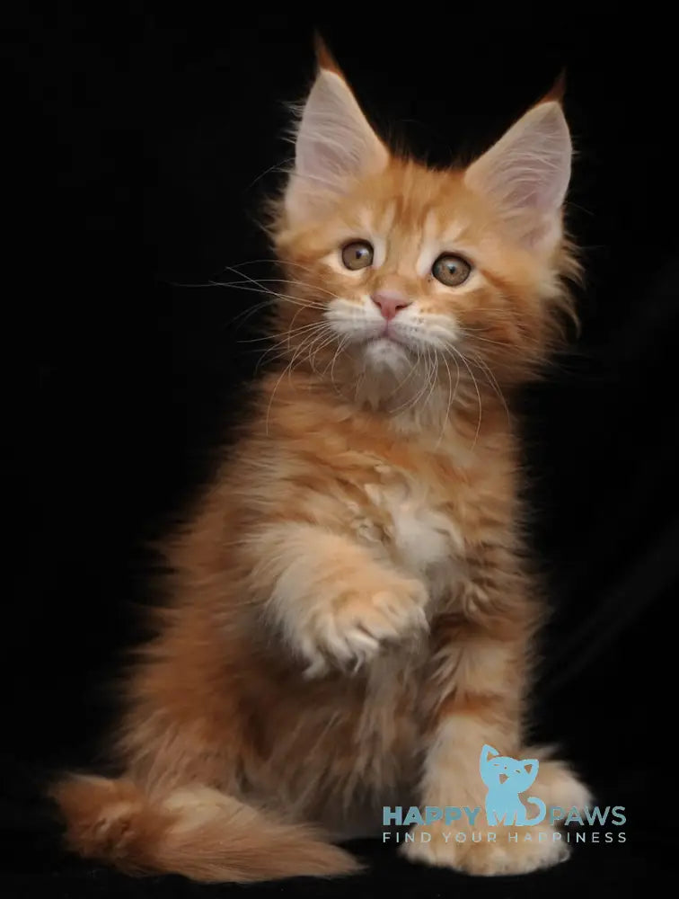 Rada Maine Coon polydactyl female red tabby with white live animals