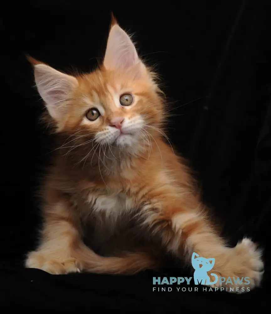 Rada Maine Coon polydactyl female red tabby with white live animals
