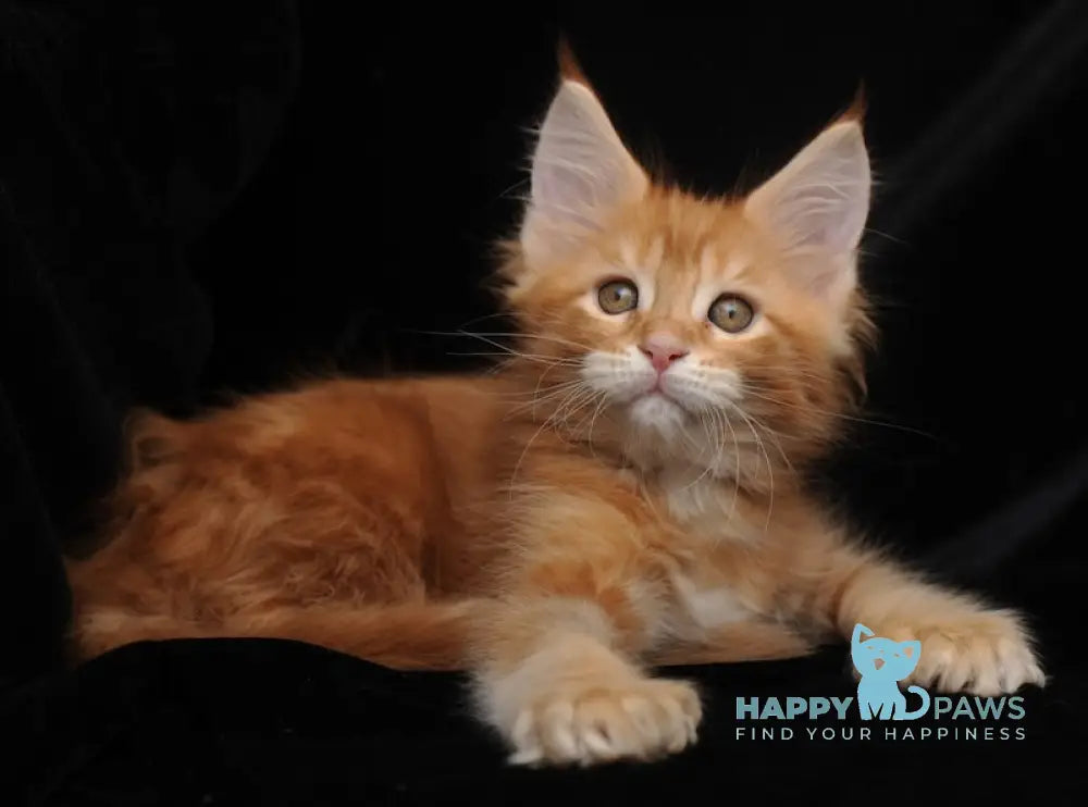 Rada Maine Coon polydactyl female red tabby with white live animals