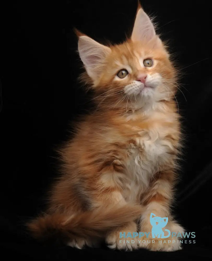 Rada Maine Coon polydactyl female red tabby with white live animals