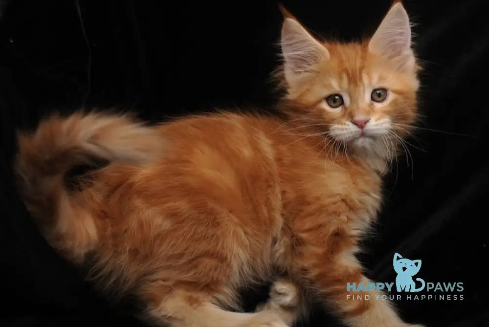 Rada Maine Coon polydactyl female red tabby with white live animals