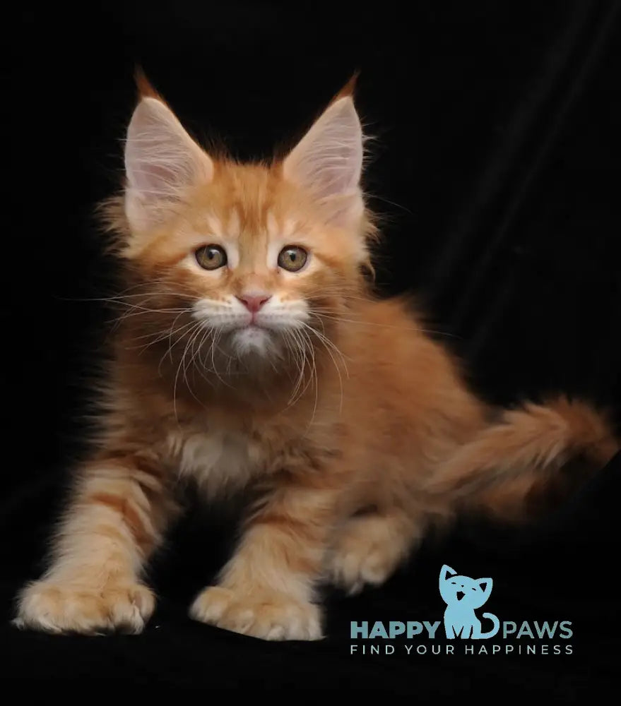 Rada Maine Coon polydactyl female red tabby with white live animals