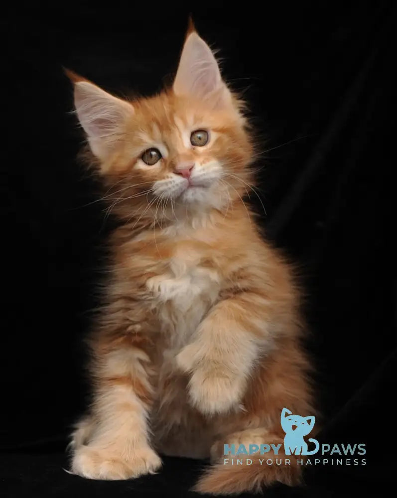 Rada Maine Coon polydactyl female red tabby with white live animals
