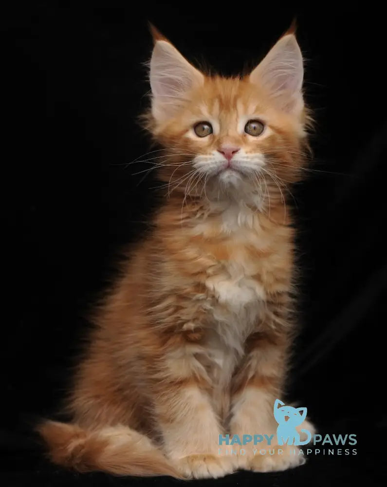 Rada Maine Coon polydactyl female red tabby with white live animals
