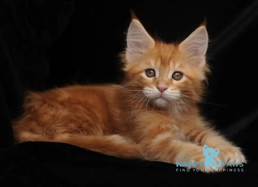 Rada Maine Coon polydactyl female red tabby with white live animals