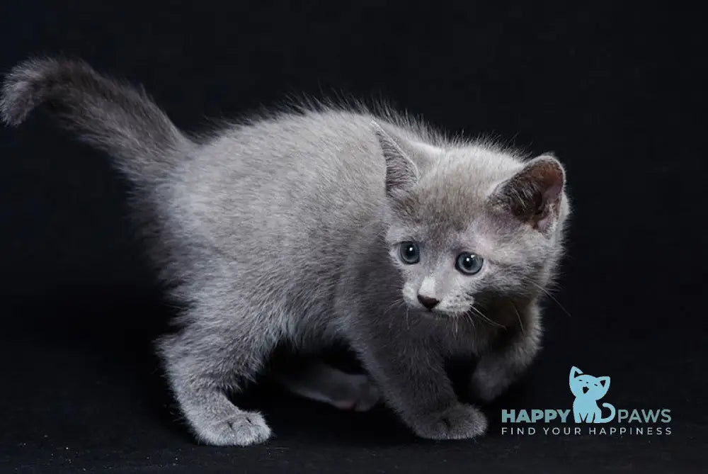 Radha Russian Blue female blue live animals