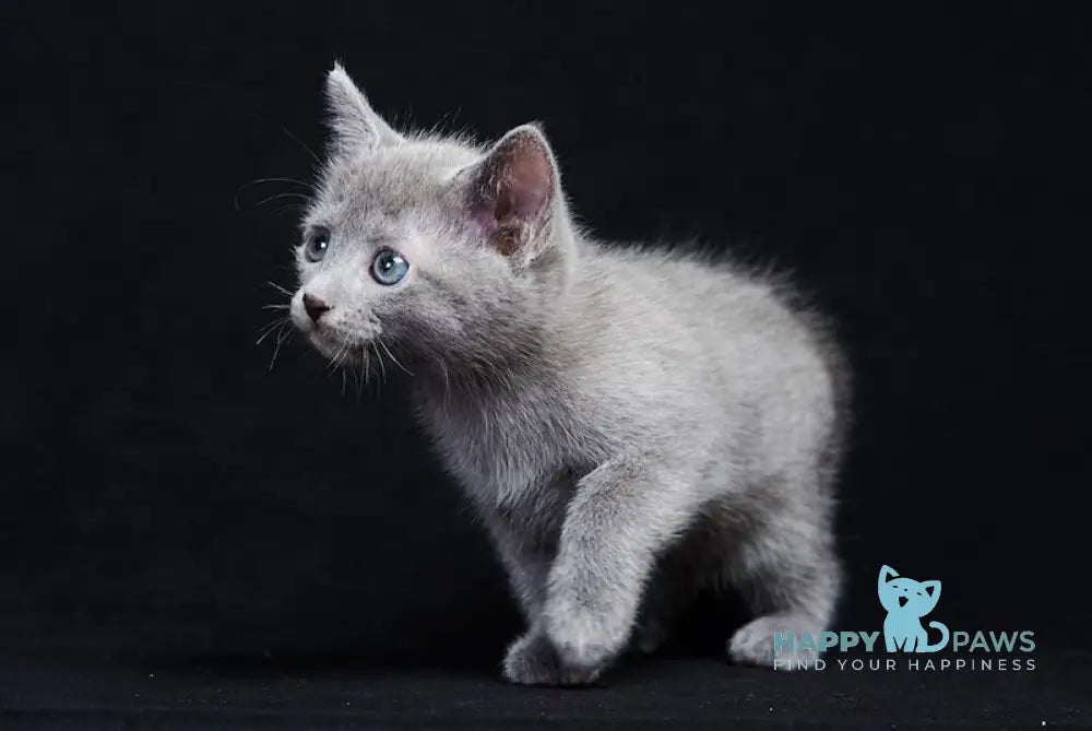 Radha Russian Blue female blue live animals
