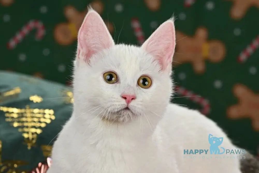 Radic Munchkin male black tabby van live animals