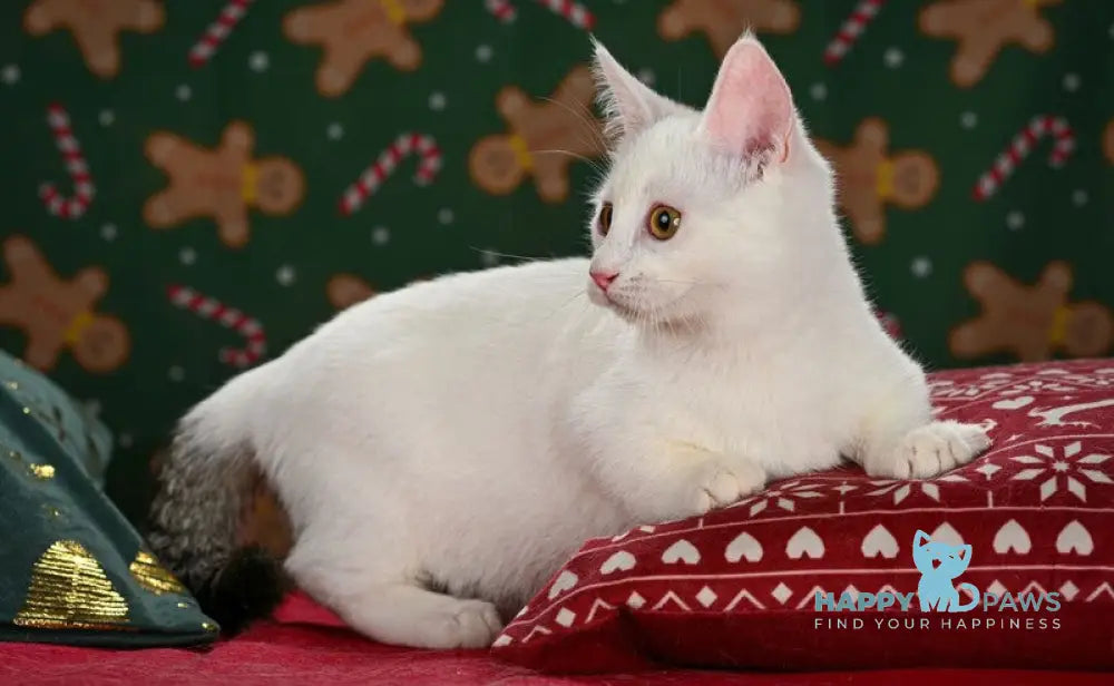 Radic Munchkin male black tabby van live animals