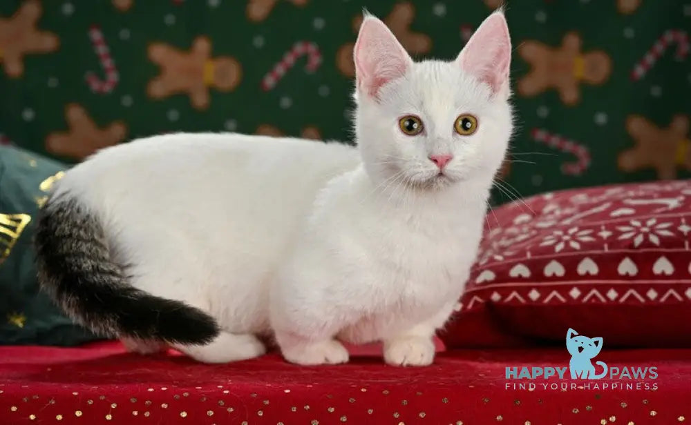 Radic Munchkin male black tabby van live animals