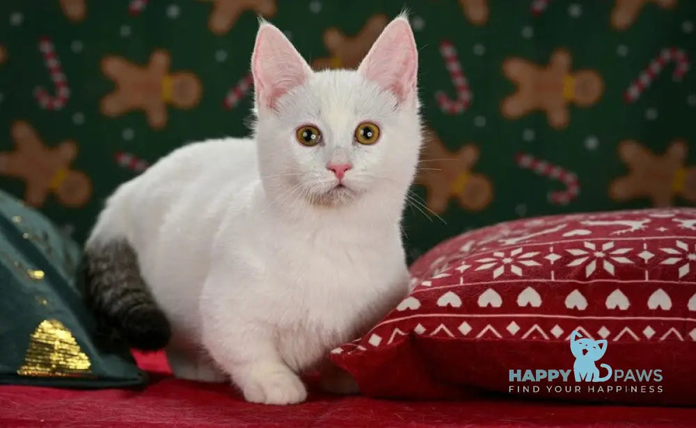 Radic Munchkin male black tabby van live animals