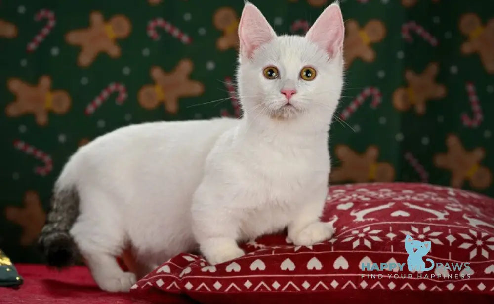 Radic Munchkin male black tabby van live animals